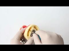 Οδοντιατρικό μοντέλο μελέτης δοντιών Οδοντιατρική σχολή 28 τεμαχίων δόντια με βίδα Μοντέλο γνάθου αποκατάστασης δοντιών για εσάς