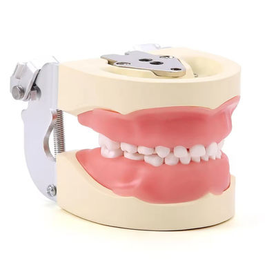 Αποσυναρμολογητέο 24pcs Παιδικά δόντια μοντέλο ρητίνης κατασκευασμένο εκπαίδευση Παιδιά δόντια Εκπαίδευση μοντέλο