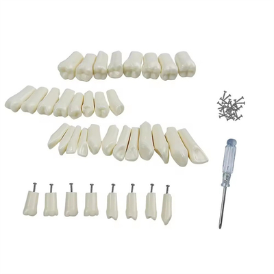 32pcs / Set οδοντιατρική τυποδοντίτιδα αντικατάσταση δόντια οδοντιατρική μαθητής πρακτική εργαλεία σκληρότητα ρητίνη δόντια