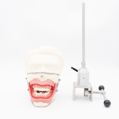 Προσομοιωτής Στοματικής Αναισθησίας Ρεαλιστικής Ούλων και Σαγονιού για Εξάσκηση Ενέσεων, Μοντέλο Οδοντιατρικής Αγωγιμότητας Αναισθησίας