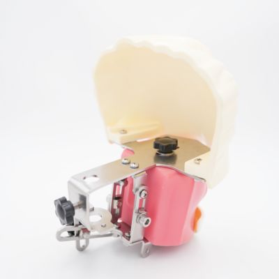 Προχωρημένο Ορθολογικό Φανταστικό Κεφαλάκι Δοντιατρική Διδασκαλία Κεφαλάκι Μοντέλο Δοντιατρικής Σχολής Πρακτική Δοντιατρική Εκπαίδευση προσομοιωτή