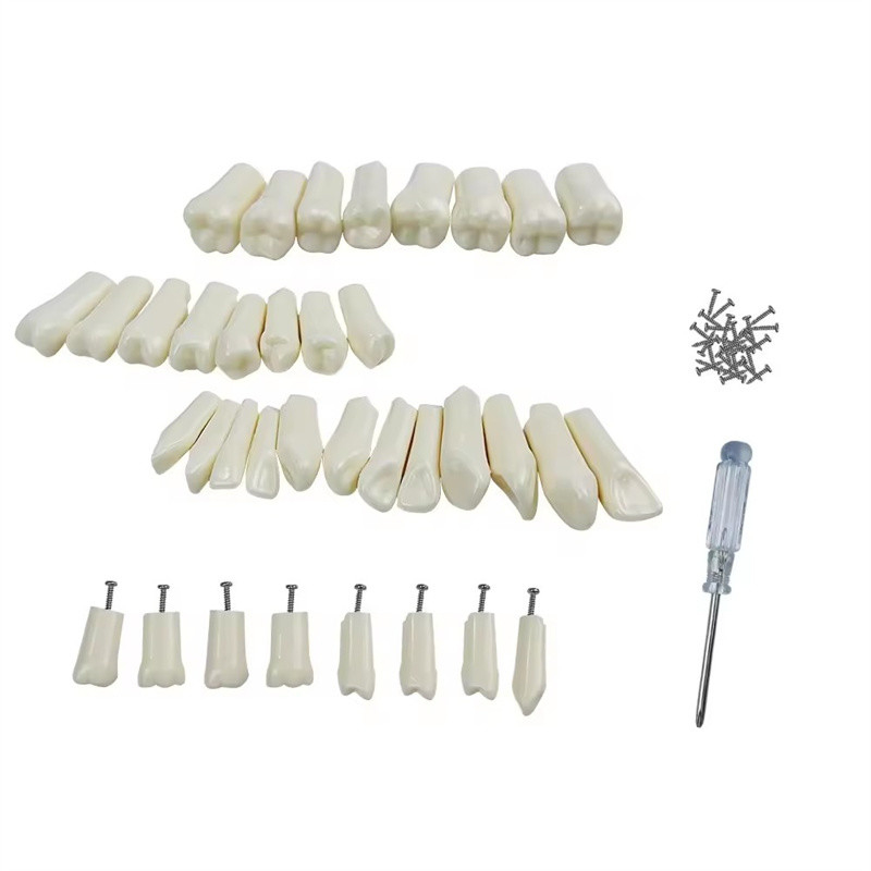 32pcs / Set οδοντιατρική τυποδοντίτιδα αντικατάσταση δόντια οδοντιατρική μαθητής πρακτική εργαλεία σκληρότητα ρητίνη δόντια